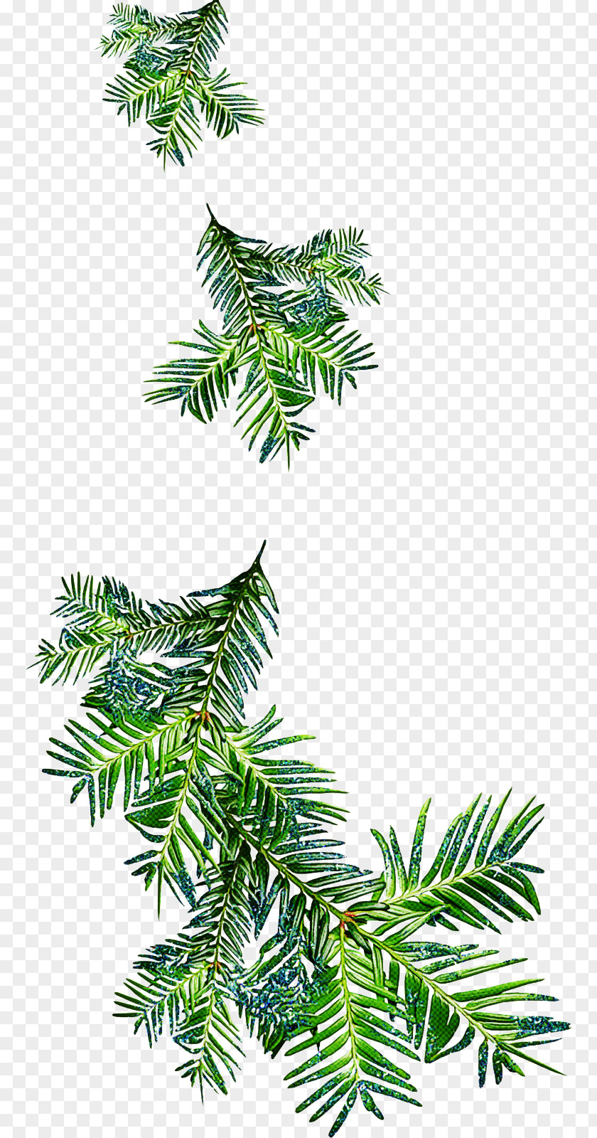 Leaf Jack Pine Shortleaf Black Spruce Yellow Fir Balsam Tree Oregon PNG