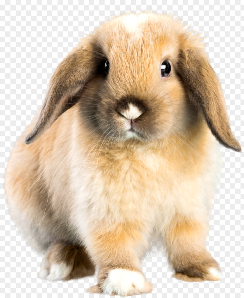 Rabbit Holland Lop Mini French Dwarf PNG