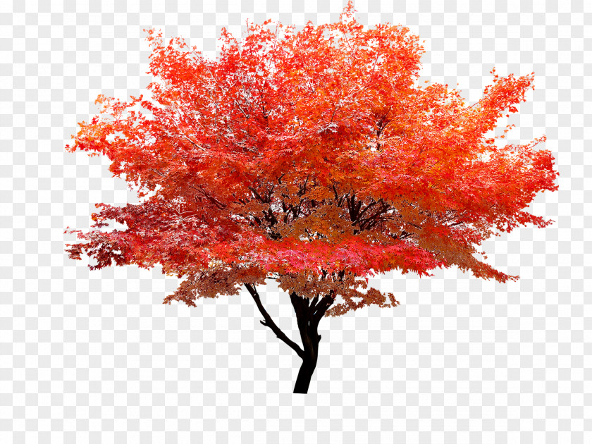 Red Maple Autumn Leaf Color Tree PNG