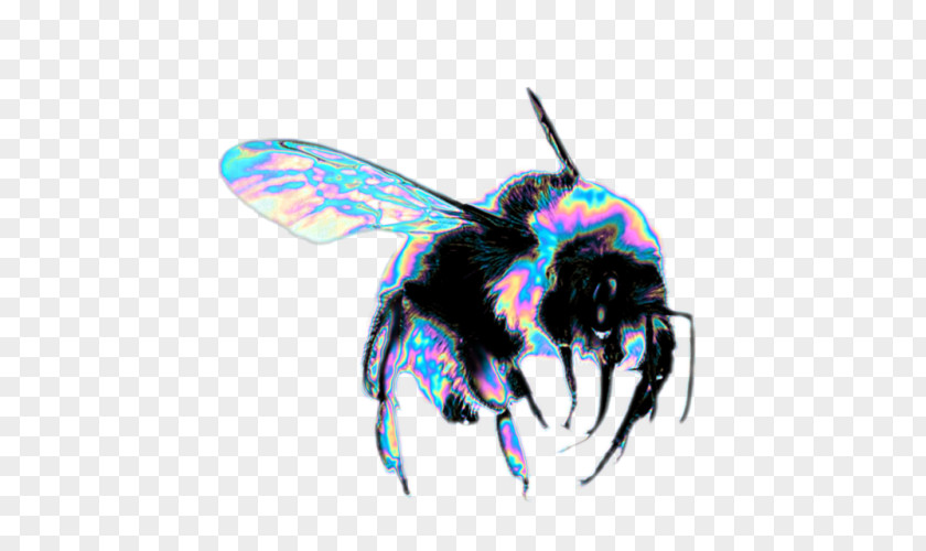 Bee Western Honey Hornet Insect Dog PNG