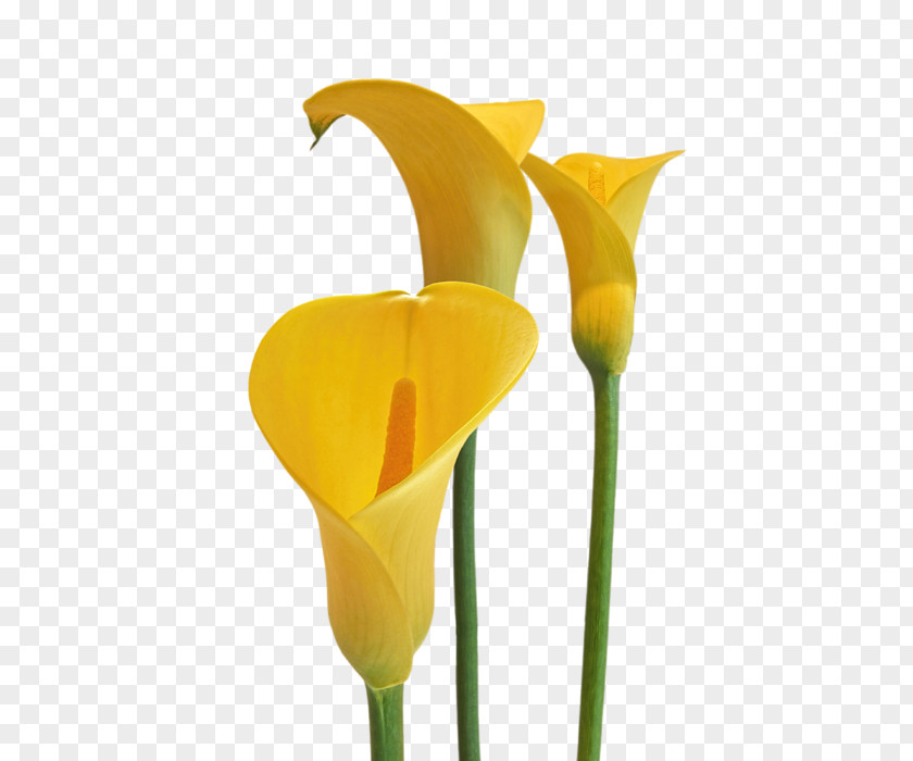 Callalily Cut Flowers Arum-lily Lilium PNG