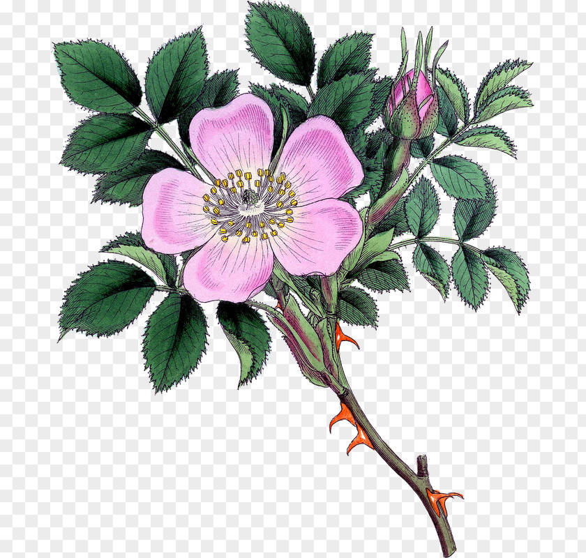 Flower Rosa Arkansana Acicularis Drawing Clip Art PNG