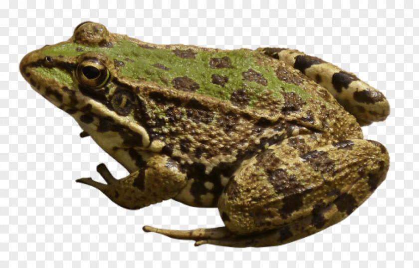 Frog American Bullfrog Image Edible PNG