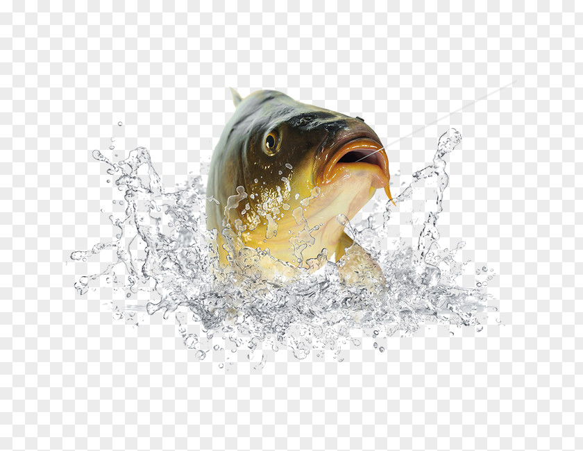 Hooked Fish,Spray Fish Icon PNG