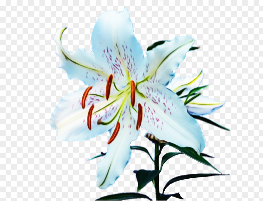 Lily Family Tiger Flower Flowering Plant Petal PNG