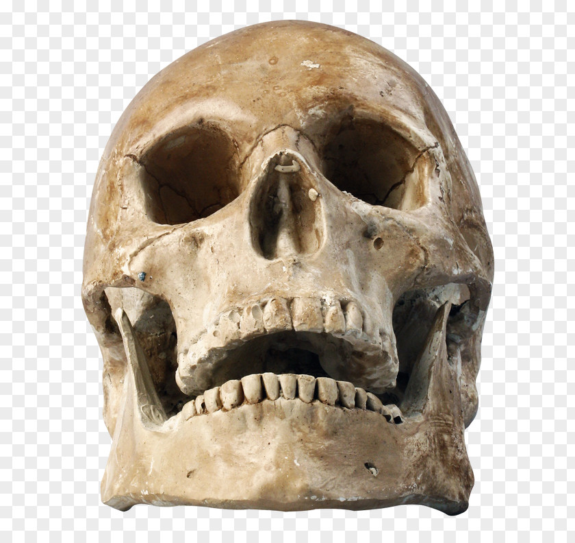 Rock Tooth Skull Bone Jaw Head Skeleton PNG