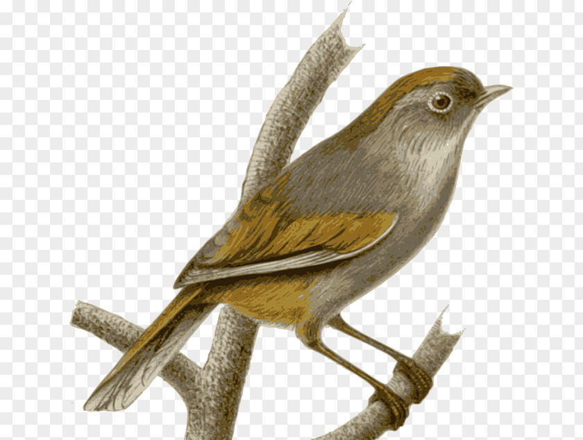 Sparrow Clip Art PNG