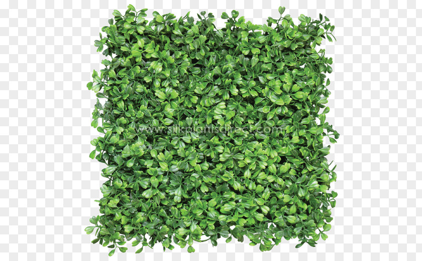Tree Top Box Mat Hedge Green Wall Fence PNG