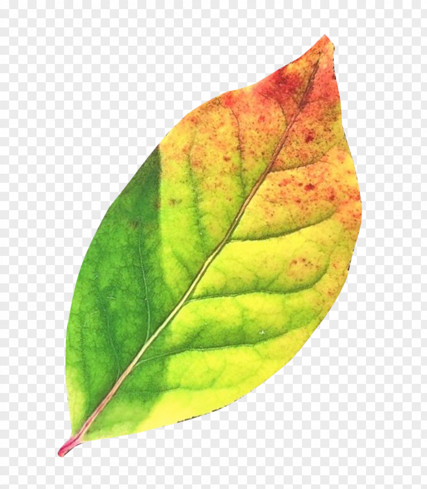 Autumn Leaf Clip Art PNG