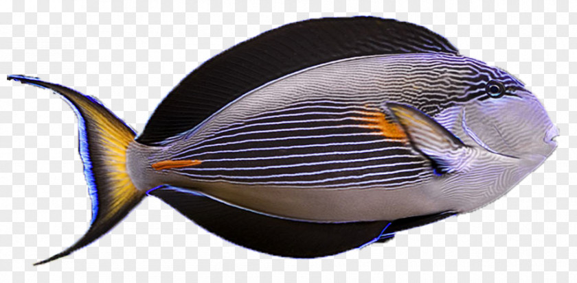 Fish Marine Biology Sohal Surgeonfish PNG