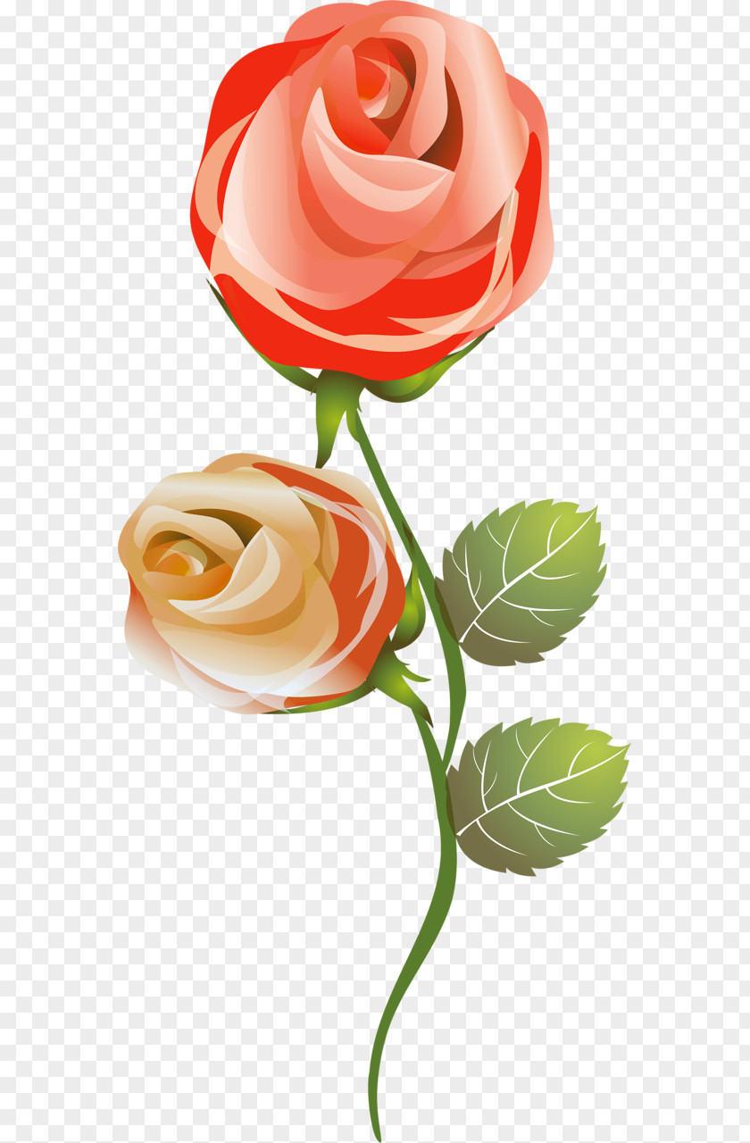 Flower Garden Roses French Rose Cut Flowers PNG