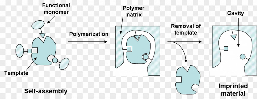 Molecularly Imprinted Polymer Molecule Molecular Imprinting Configuration PNG