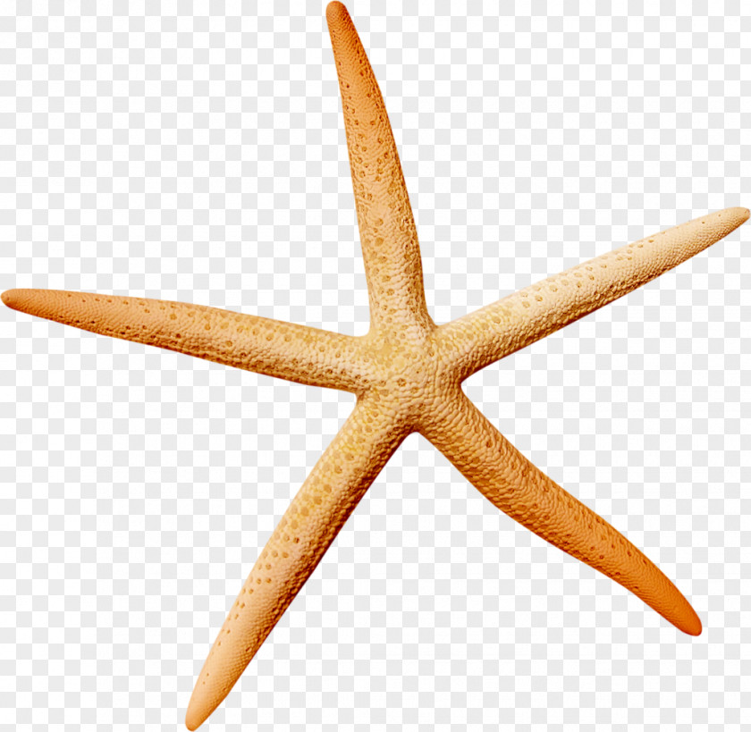 Starfish Material Icon PNG