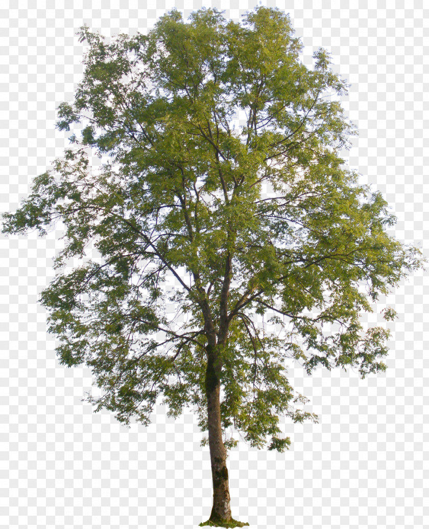Tree Plan Populus Nigra American Sycamore Sect. Aigeiros PNG