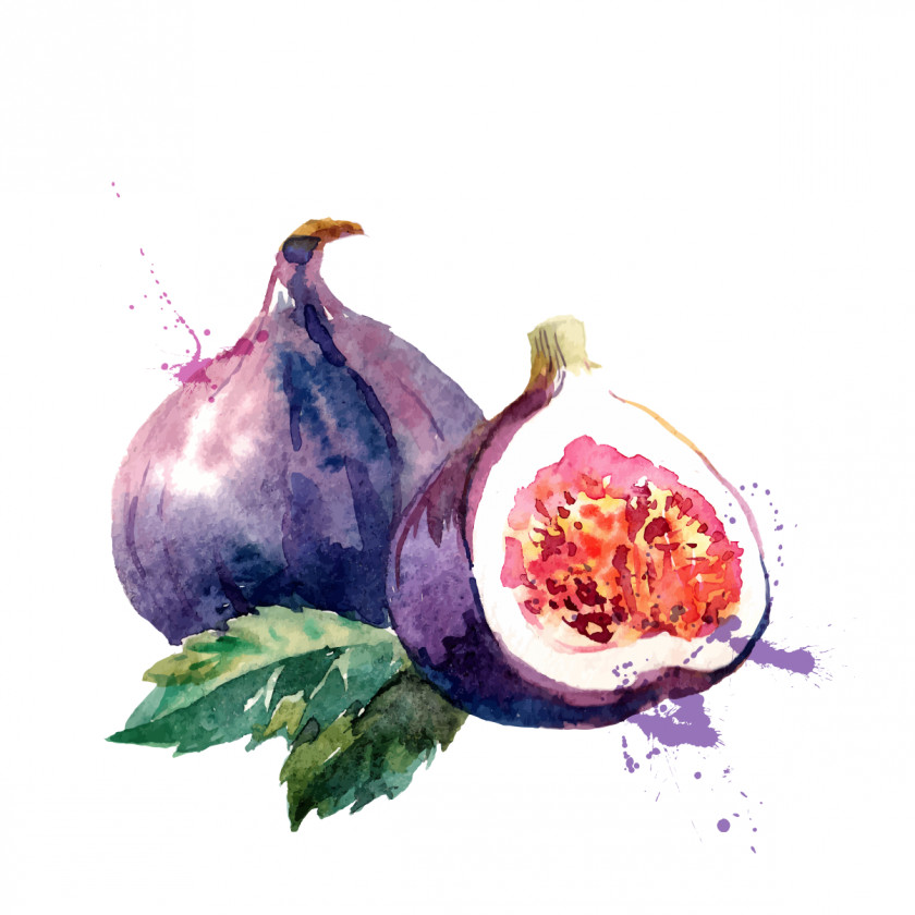 Watercolor Painting Common Fig Drawing Fruit PNG