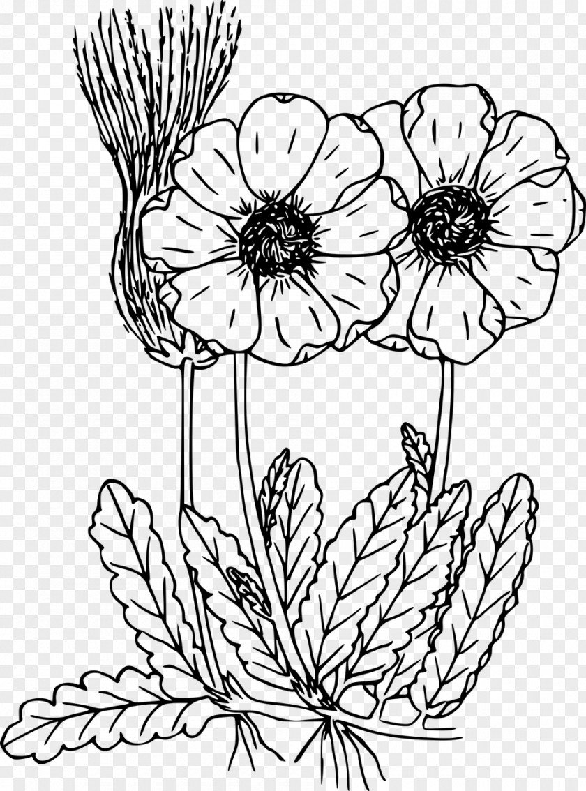 Wildflower Vector Coloring Book Drawing PNG