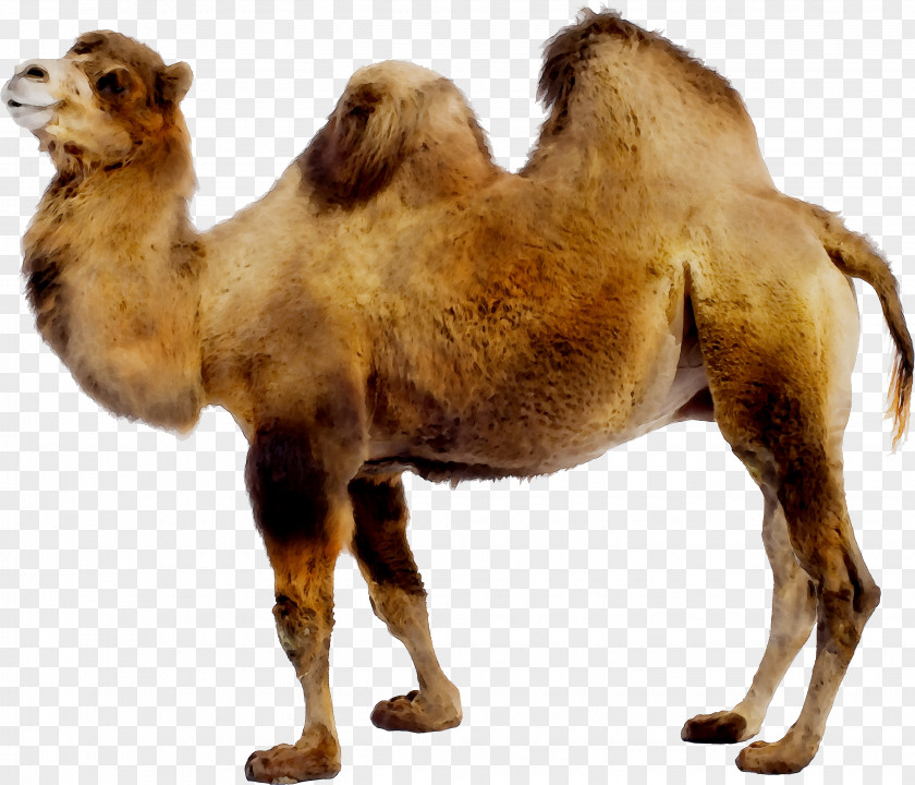 Bactrian Camel Dromedary African Elephant Titanotylopus Animal PNG