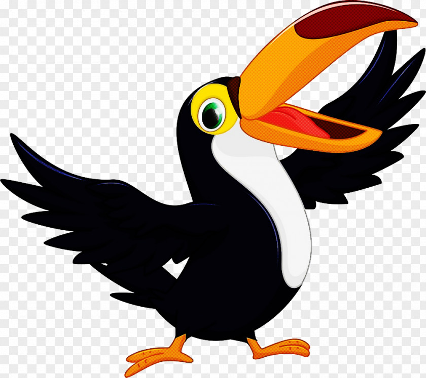 Bird Toucan Beak Piciformes Cartoon PNG