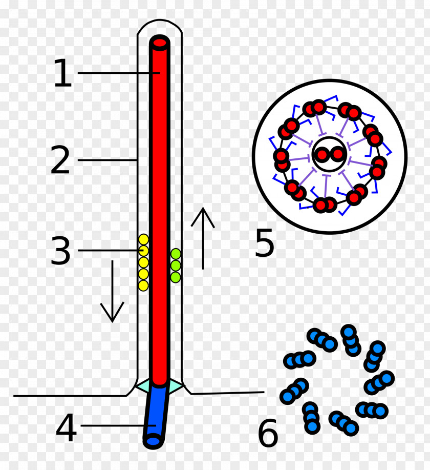 Chlamydomonas Flagellum Axoneme Eukaryote Basal Body Microtubule PNG