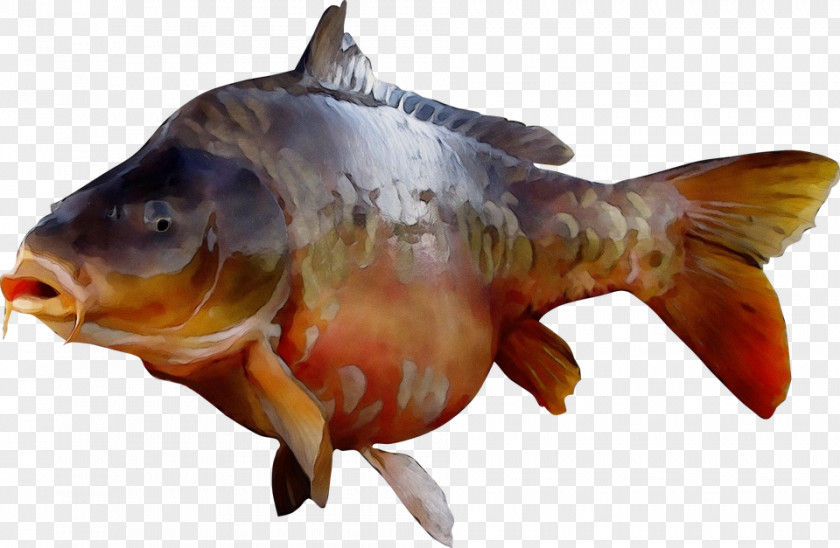 Goldfish Bonyfish Fish Carp Bony-fish PNG