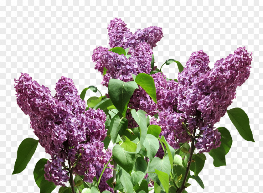 Lilac Purple Lavender Violet PNG