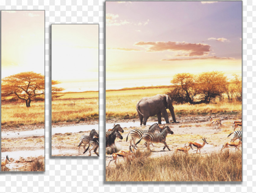 Lion Savanna Desktop Wallpaper African Bush Elephant Elephantidae PNG