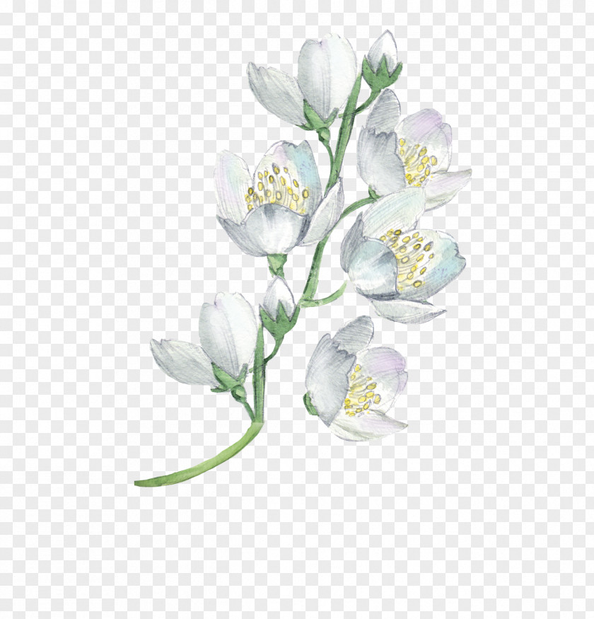 Watercolor Flowers Painting Flower Floral Design Illustration PNG