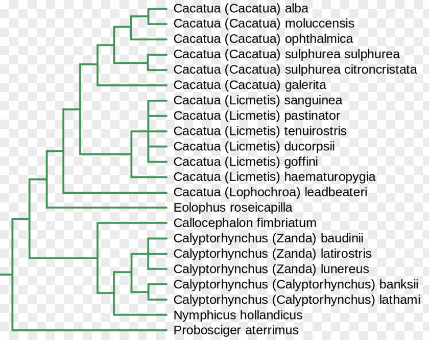 Cacatua Major Mitchell's Cockatoo Phylogenetics Phylogenetic Tree Yellow-crested PNG