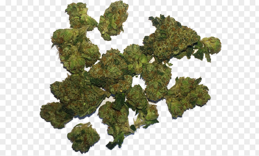 Cannabis Sativa Marijuana Medical Medicine PNG