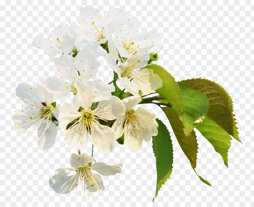 Cherry Blossom Image Painting PNG