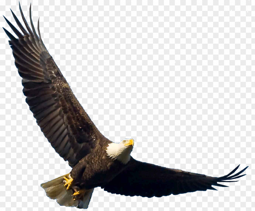 Eagle Bird Bald Flight PNG