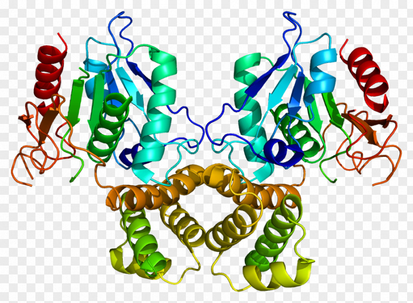 Fatty Acid Synthase Synthesis Enzyme PNG