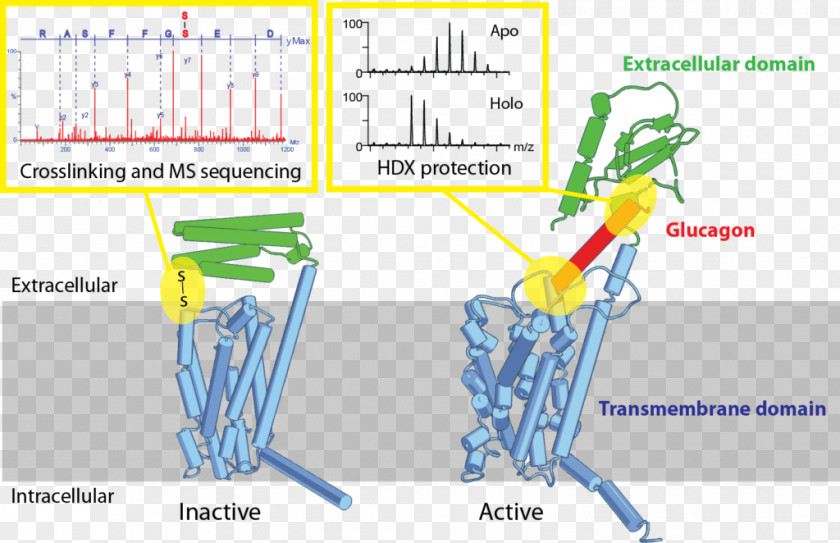 G Protein-coupled Receptor Glucagon Ligand PNG