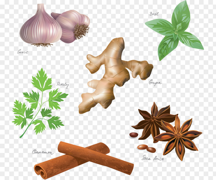 Herbaceous Plant Cinnamon Stick Star Drawing PNG