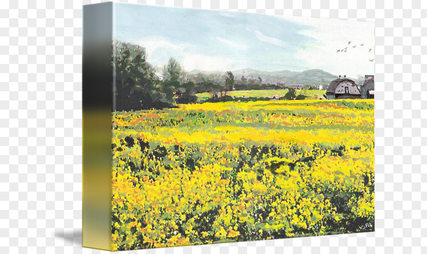 Mustard Field Canola Oil Yellow Gallery Wrap Canvas Maryland PNG