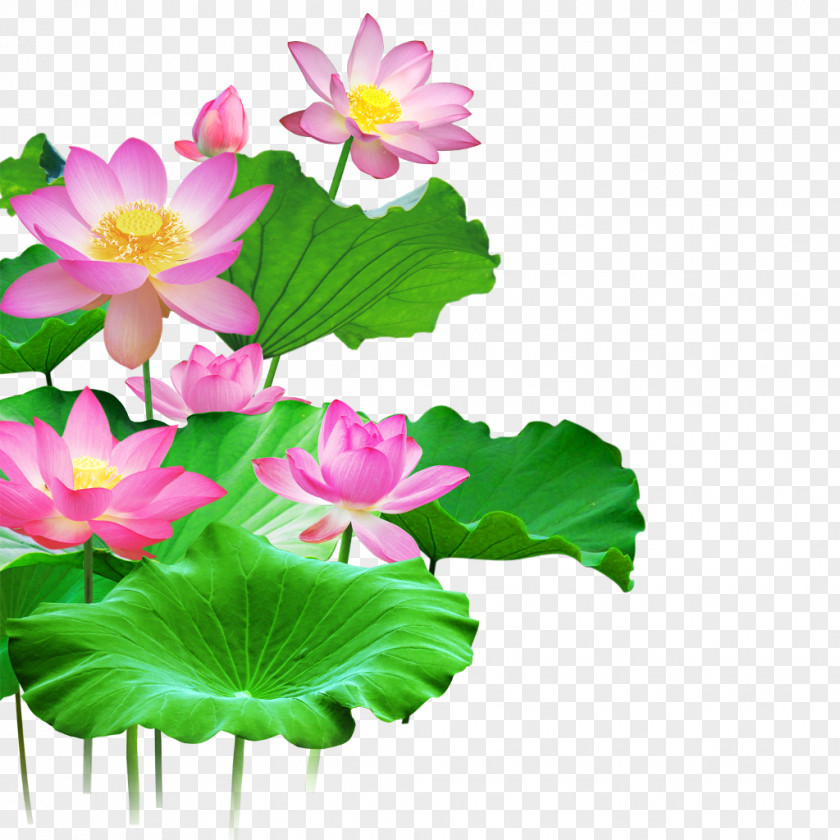 Red Lotus Flower Wallpaper Sacred Clip Art Image Vector Graphics PNG