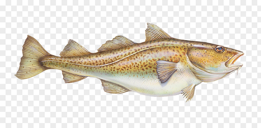 Bonyfish Bass Fish Cod Bony-fish PNG