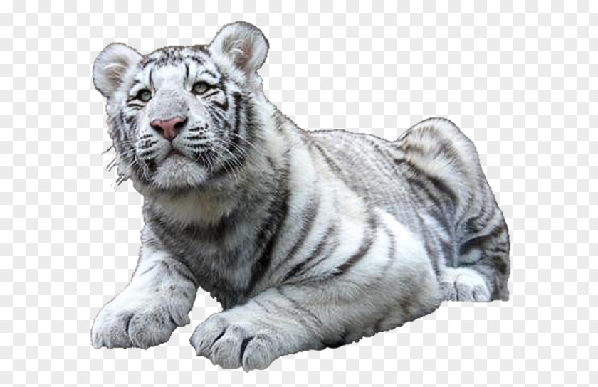 Cat Felidae White Tiger Golden PNG