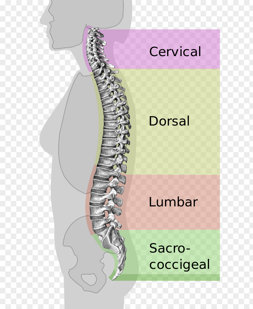 Columna Vertebral Column Pelvis Neutral Spine Human Back Lumbar PNG