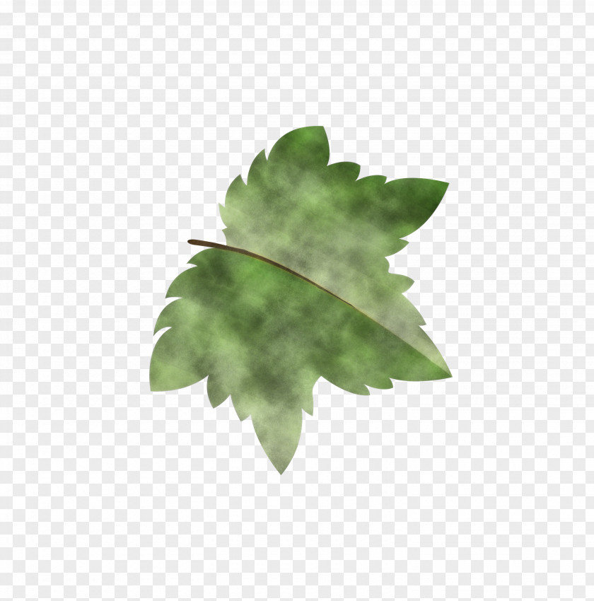 Fern PNG