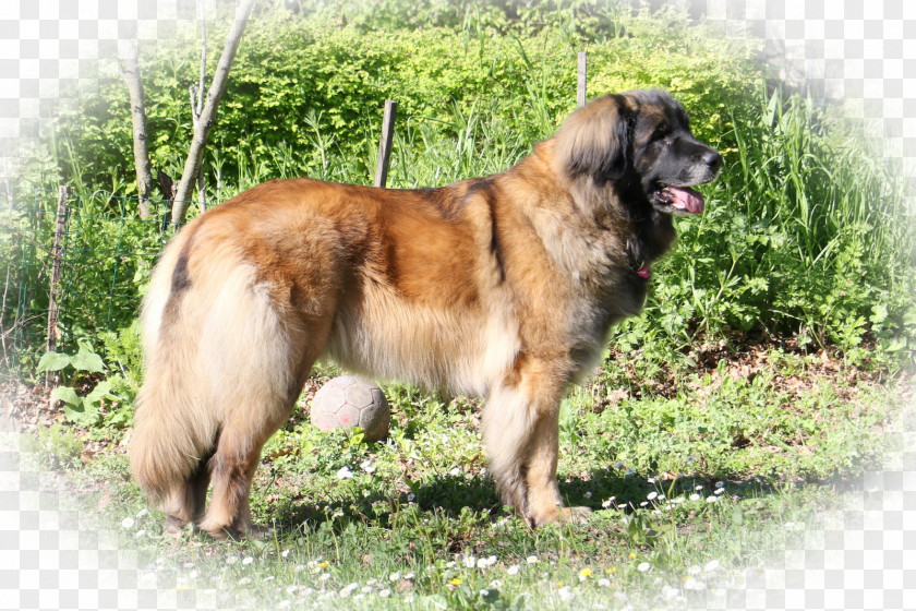 Lemp Estrela Mountain Dog Leonberger King Shepherd Caucasian Sarplaninac PNG