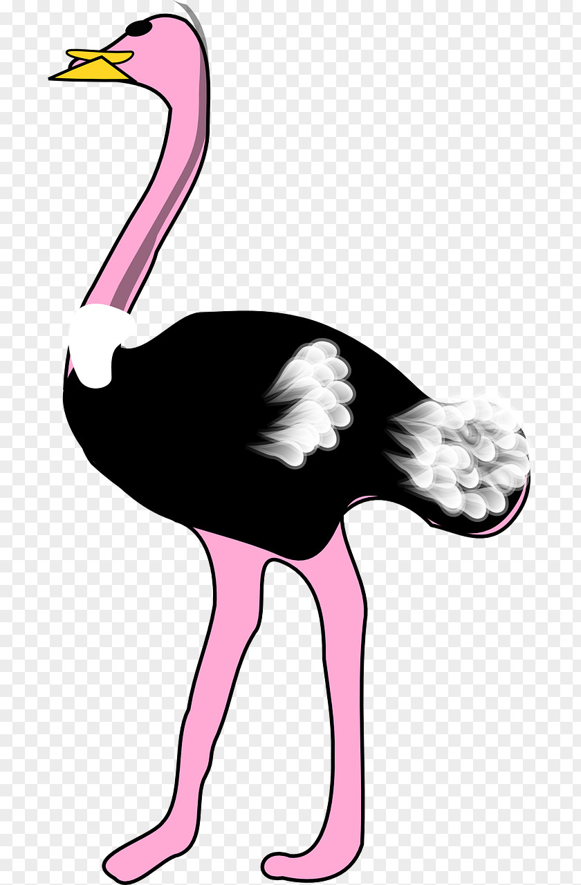 Strong Ostrich Common Bird Clip Art PNG