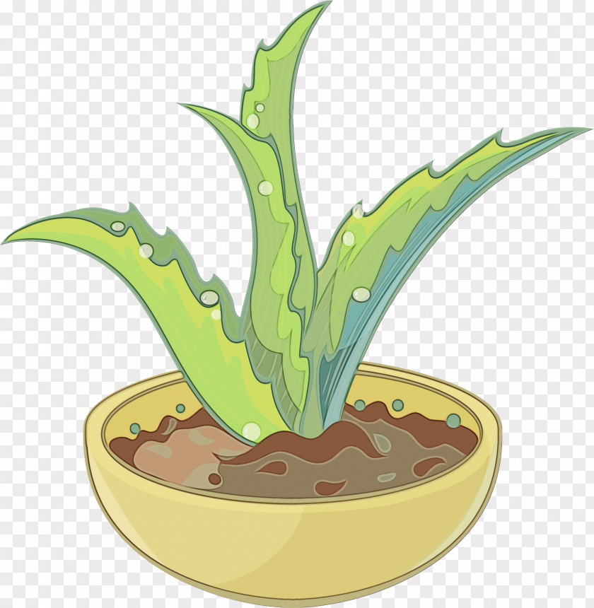 Agave Aloe Terrestrial Plant Flowerpot Houseplant Flower PNG