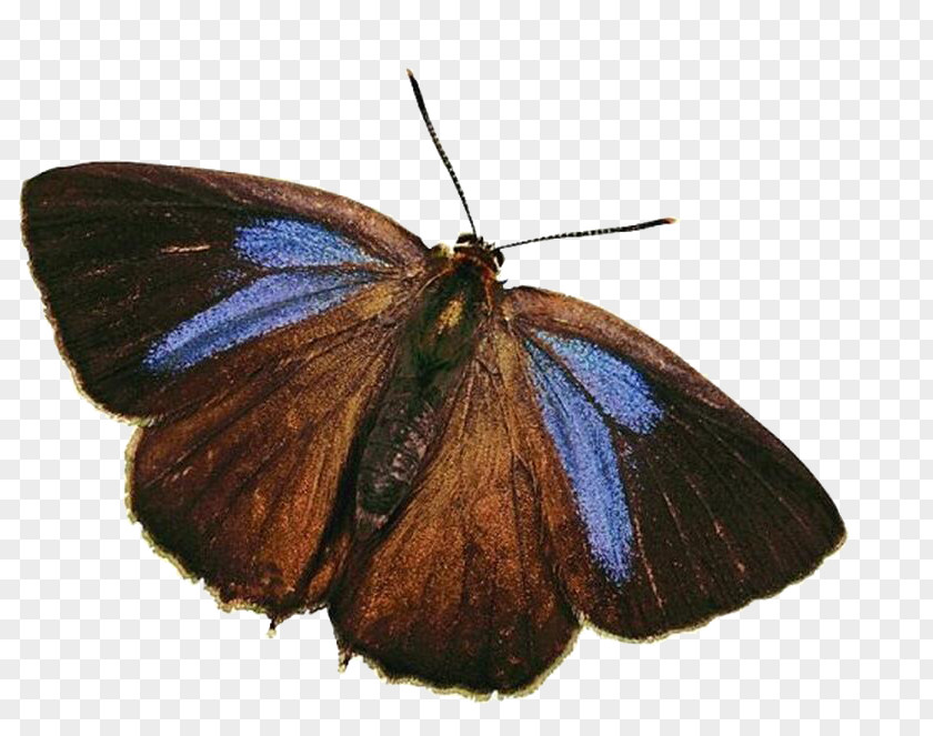 Butterfly Nymphalidae Lycaenidae Pieridae Moth PNG