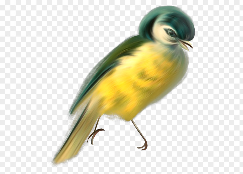 Computer Literacy Bird Image Painting Animal PNG