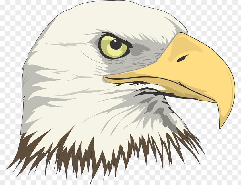 Eagle Bald Drawing Art PNG