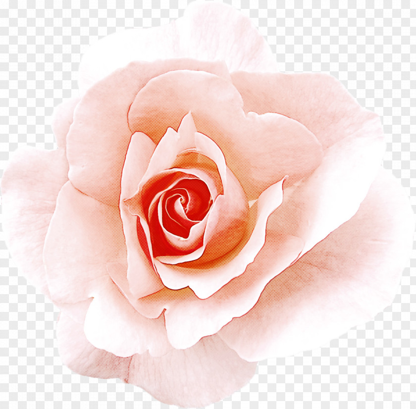 Garden Roses PNG