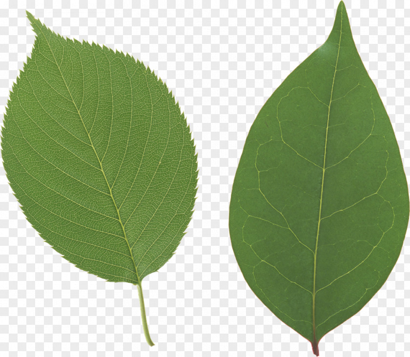Green Leaves Desktop Wallpaper Leaf PNG