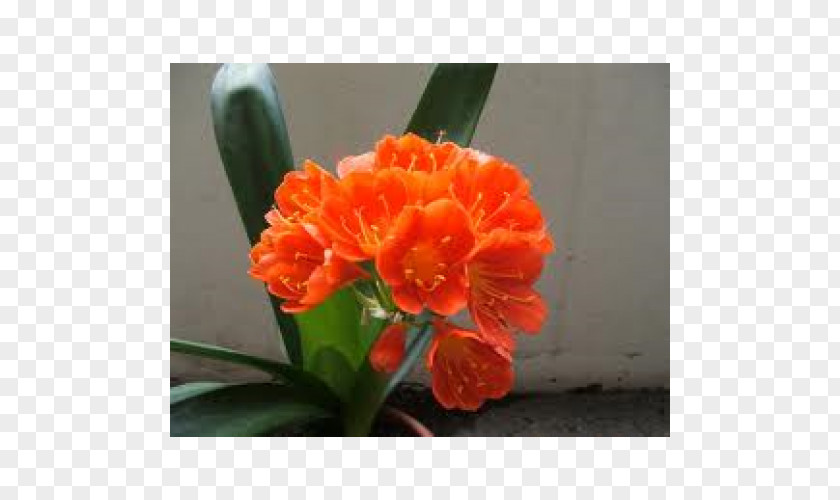 Orange Bush Lily Succulent Plant Houseplant PNG