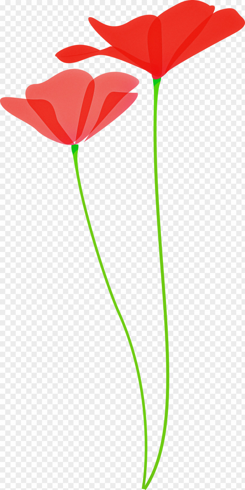 Poppy Flower PNG